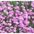 Dianthus gratianopolitanus "Pink Jewel"