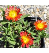 Delosperma 'Fire wonder'