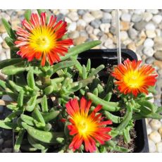 Delosperma 'Fire wonder'