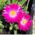 Delosperma 'Amethyst'