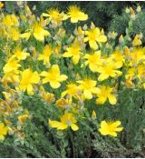 Hypericum polyphyllum 'Grandiflorum'