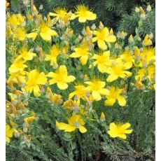 Hypericum polyphyllum 'Grandiflorum'