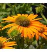 Echinacea 'Now cheesier'