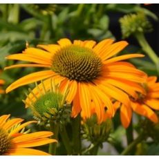 Echinacea 'Now cheesier'