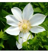 Clematis Guernsey Cream 2l