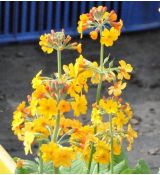 Primula Bulleyana