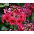 Primula japonica 'Miller's Crimson'