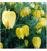 Clematis tangutica 'Bill Mackenzie'