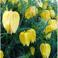 Clematis tangutica 'Bill Mackenzie'