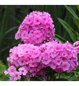 Phlox paniculata 'Eva Cullum'