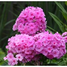 Phlox paniculata 'Eva Cullum'