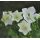 Campanula carpatica 'Uniform Select White'