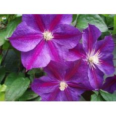 Clematis 'Star of India' 2l