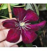 Clematis 'Monte Cassino' - 2l