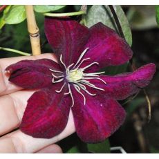 Clematis 'Monte Cassino' - 2l