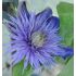 Clematis 'Multiblue' 2l