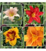 Kolekcia ľalioviek/hemerocallis