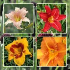 Kolekcia ľalioviek/hemerocallis