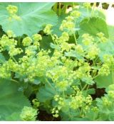 Alchemilla mollis 'Auslese'