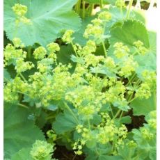 Alchemilla mollis 'Auslese'