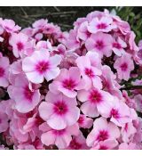 Phlox paniculata 'Bright Eyes' 1l