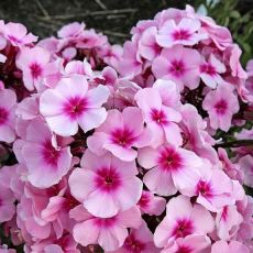 Phlox paniculata 'Bright Eyes' 1l