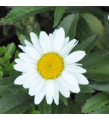 Leucanthemum 'Snow Lady'