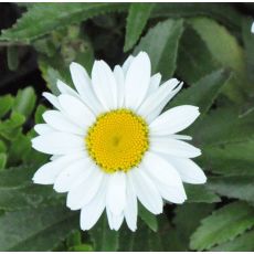 Leucanthemum 'Snow Lady'