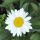 Leucanthemum 'Snow Lady'