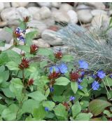 Ceratostigma plumbaginoides