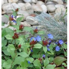 Ceratostigma plumbaginoides