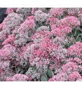 Sedum telephium 'Vera Jameson'