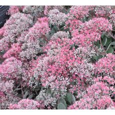 Sedum telephium 'Vera Jameson'