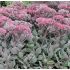 Sedum telephium 'Vera Jameson'