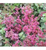 Sedum spurium 'Purpurteppich'