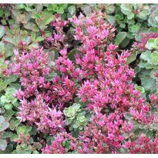 Sedum spurium 'Purpurteppich'