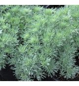 Artemisia schmidtiana 'Nana'