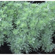 Artemisia schmidtiana 'Nana'