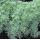 Artemisia schmidtiana 'Nana'