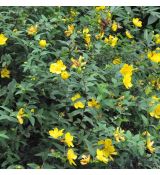 Hypericum calycinum