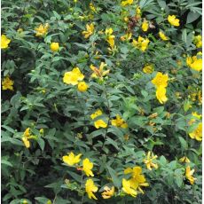 Hypericum calycinum