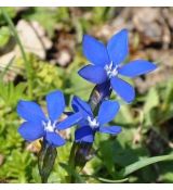 Gentiana verna - angulosa