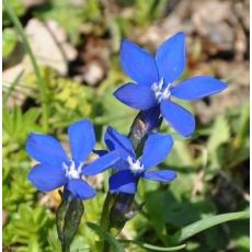 Gentiana verna - angulosa