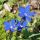 Gentiana verna - angulosa