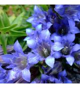 Gentiana septemfida