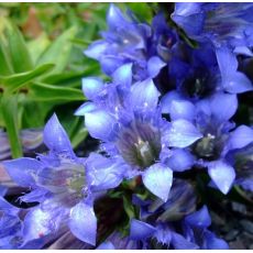 Gentiana septemfida