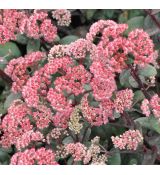 Sedum telephium 'Bertram Anderson'