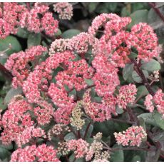 Sedum telephium 'Bertram Anderson'