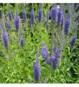 Veronica longifolia 'Blauriesin'