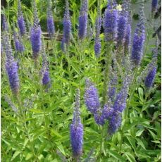 Veronica longifolia 'Blauriesin'